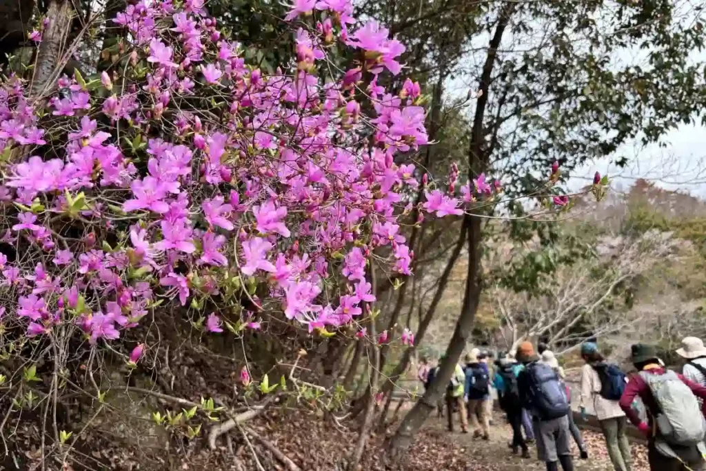 箕面ビジターセンター ハイキング道 ミツバツツジ