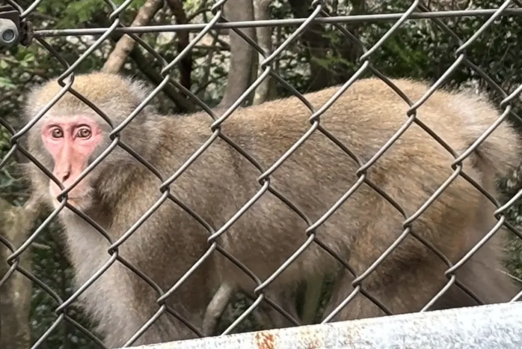 箕面ハイキング道 サル