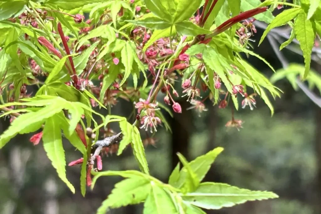 箕面ビジターセンター もみじの花