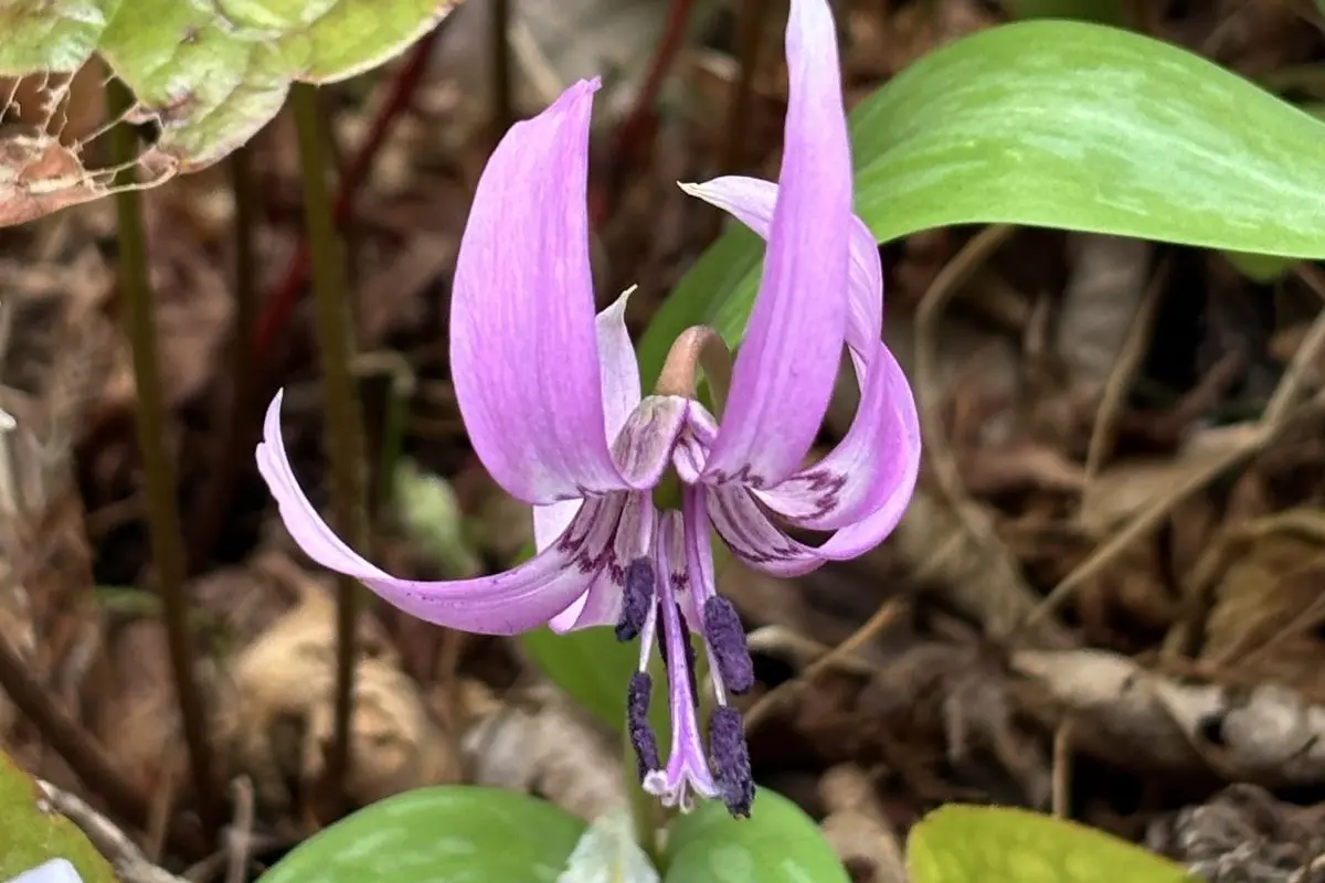 箕面|山桜に続き、春の妖精「カタクリの花」やミツバツツジ、いろはモミジが見頃です