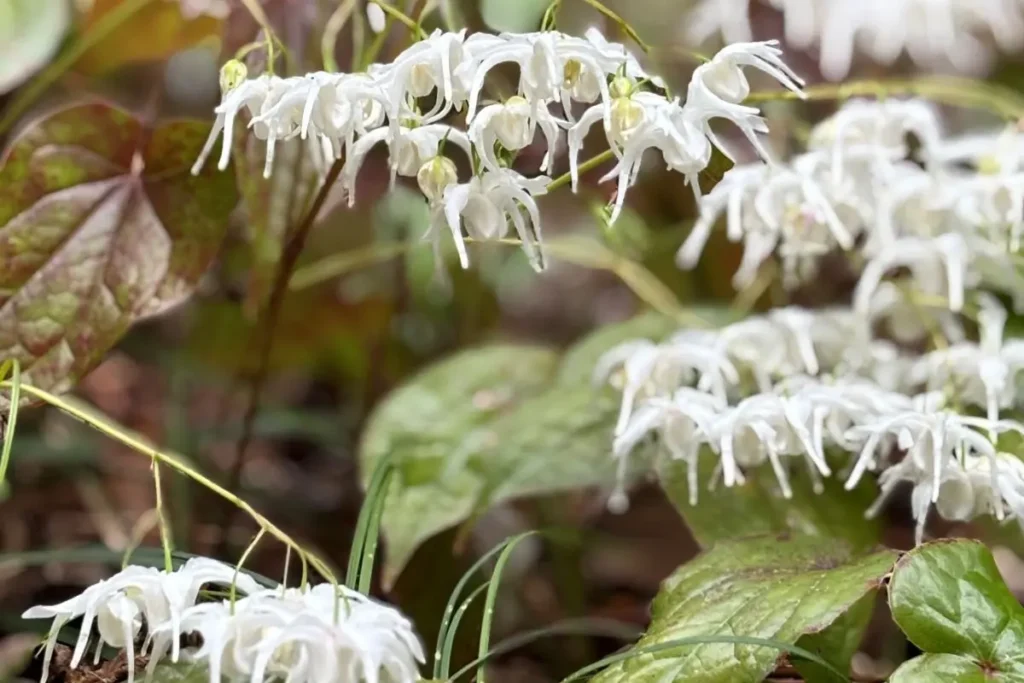 箕面ビジターセンター イカリソウ