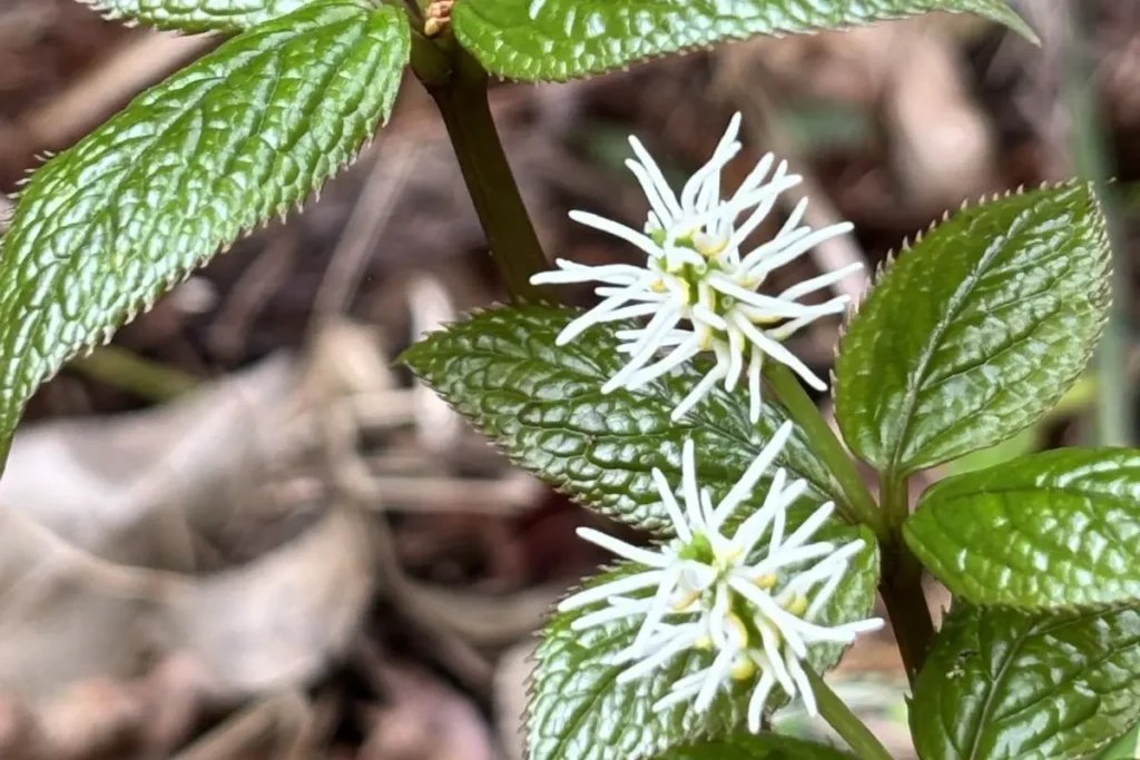 箕面ビジターセンター 珍しい花