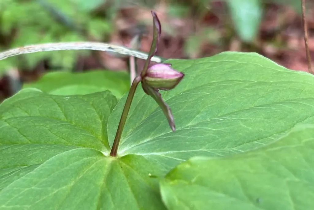 箕面ビジターセンター 珍しい花