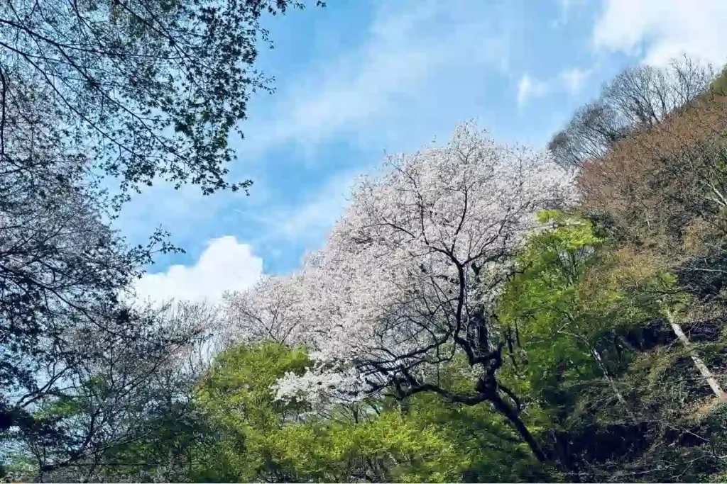 箕面ビジターセンター 桜