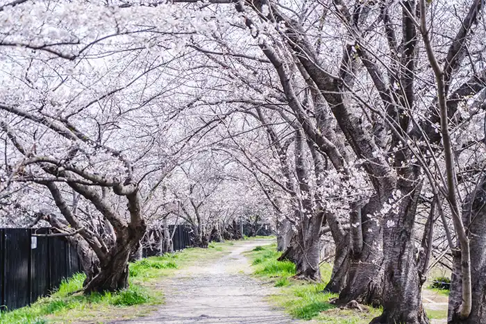 豊中｜お花見 今年はどこに行きますか？実際の開花状況お伝えします