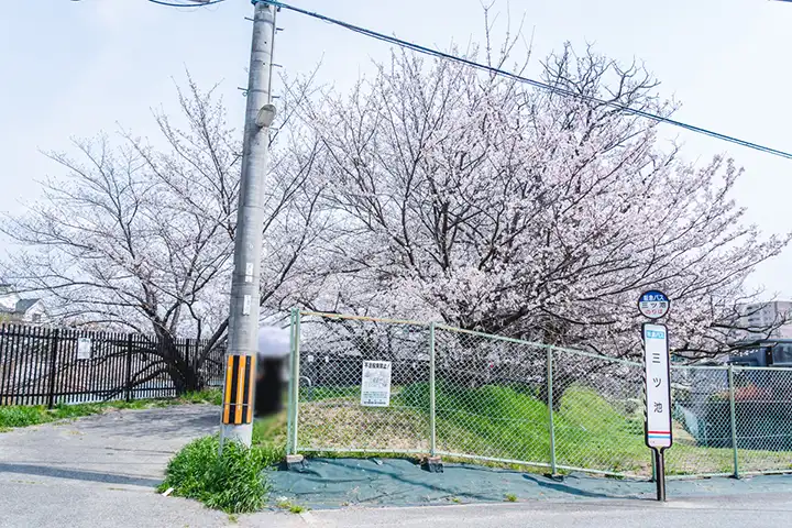 三ツ池　桜 バス停