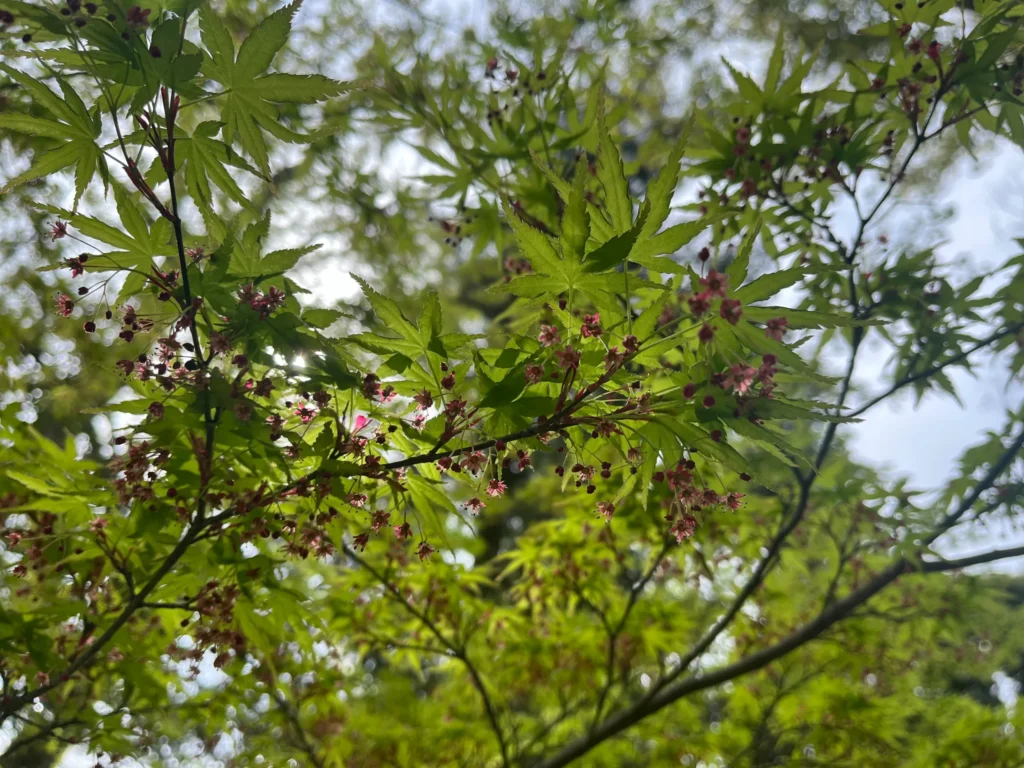 長岡天満宮　青紅葉