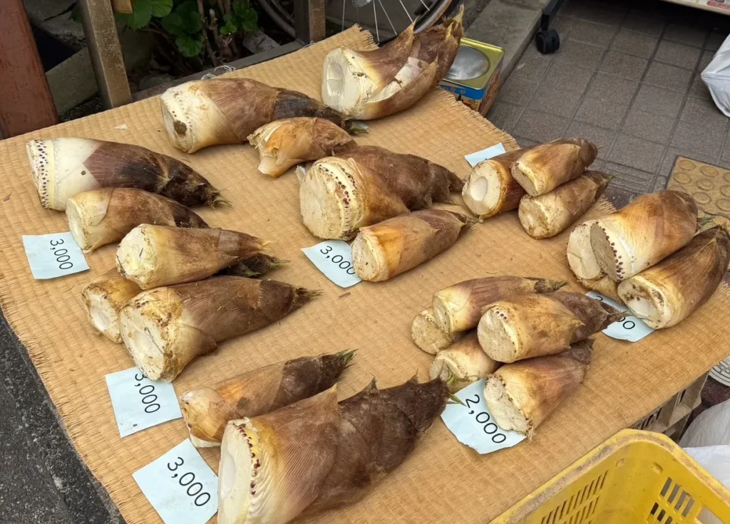 長岡京観光案内所 筍販売