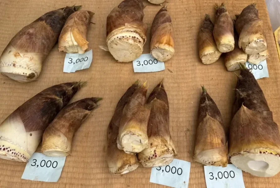 今年のたけのこは期待大！販売開始＠長岡京市観光案内所｜直売所情報