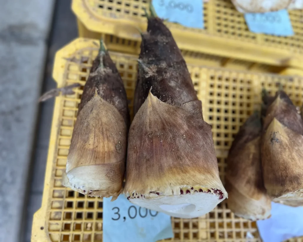 長岡京観光案内所 筍販売