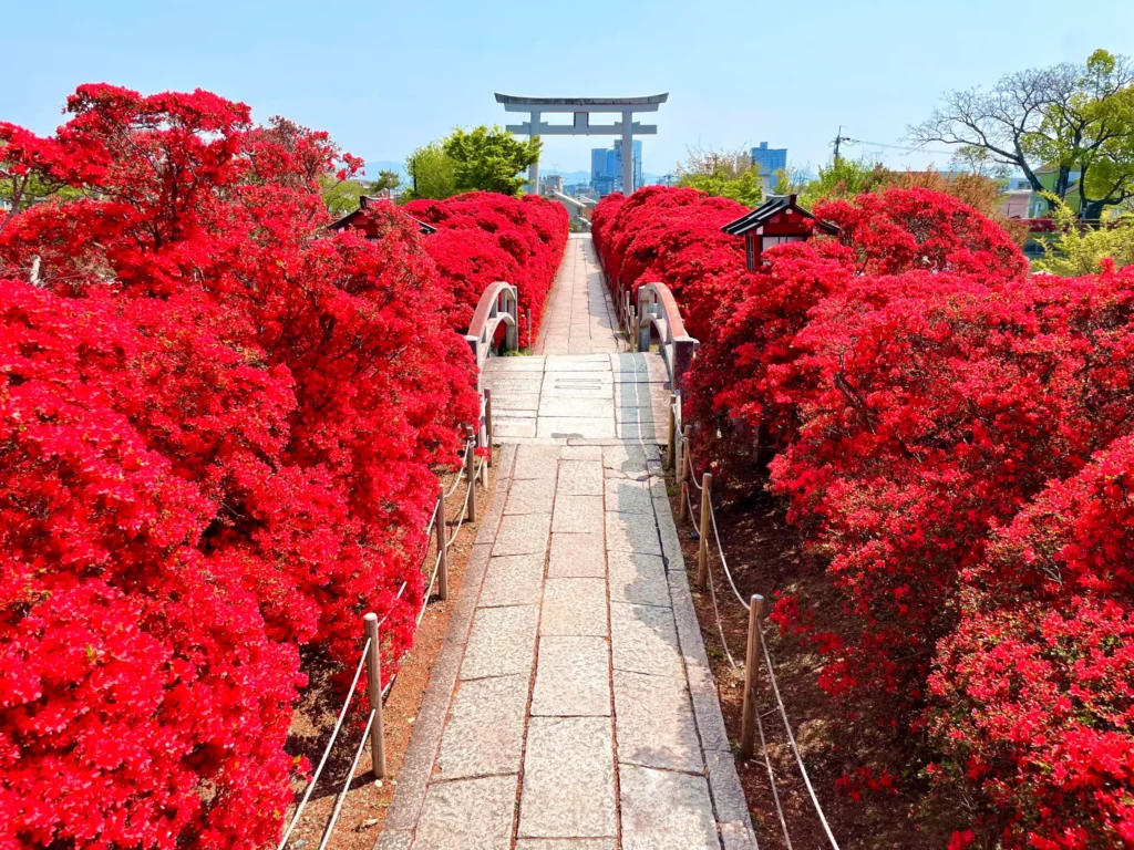 長岡天満宮　八条ヶ池　キリシマツツジ