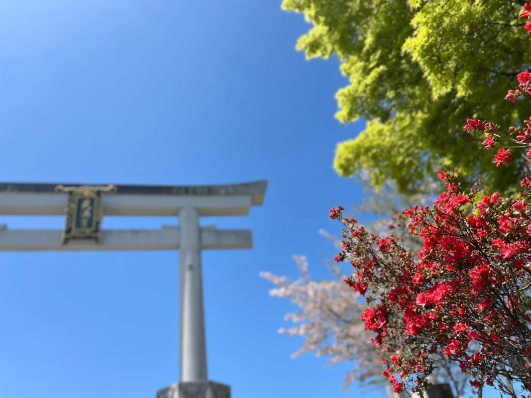 【今週真っ赤に色づくか】長岡天満宮キリシマツツジ｜春の観光まつり|ランチ・昼呑み｜屋台