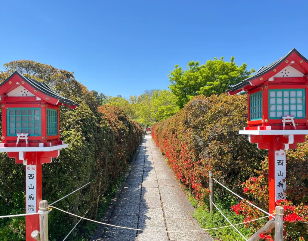 長岡京キリシマツツジ4月12日　大鳥居前