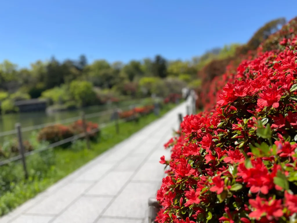 長岡京キリシマツツジ4月12日
