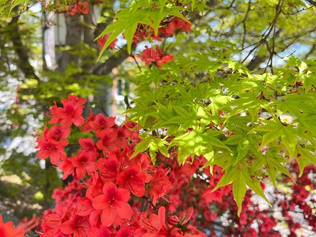 長岡京キリシマツツジ4月12日青紅葉