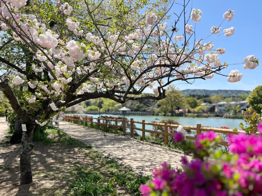 長岡京キリシマツツジ4月　八条ヶ池
