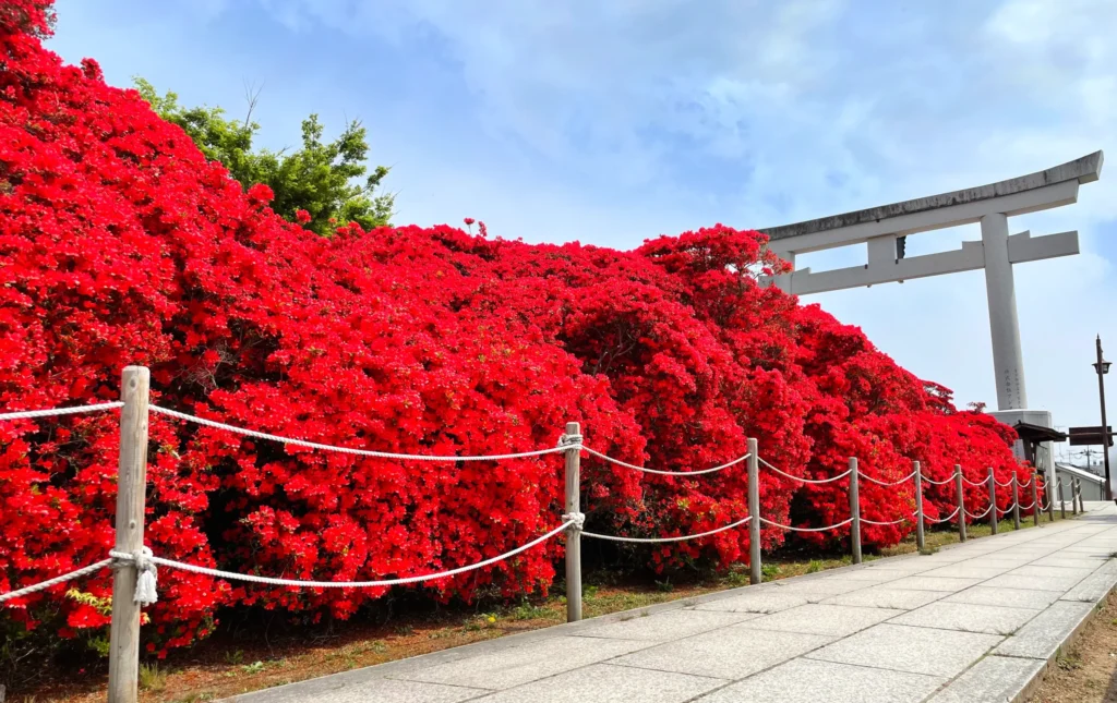 長岡天満宮　八条ヶ池　キリシマツツジ　大鳥居裏