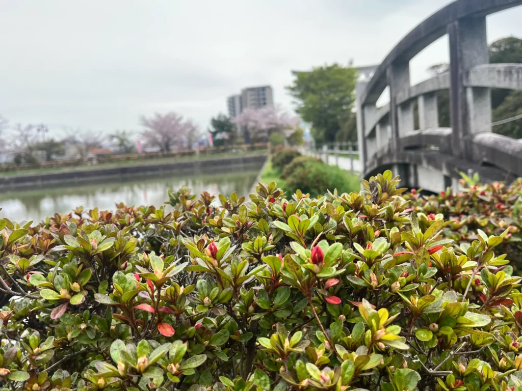 長岡天満宮　八条ヶ池　キリシマツツジ　つぼみ4月9日