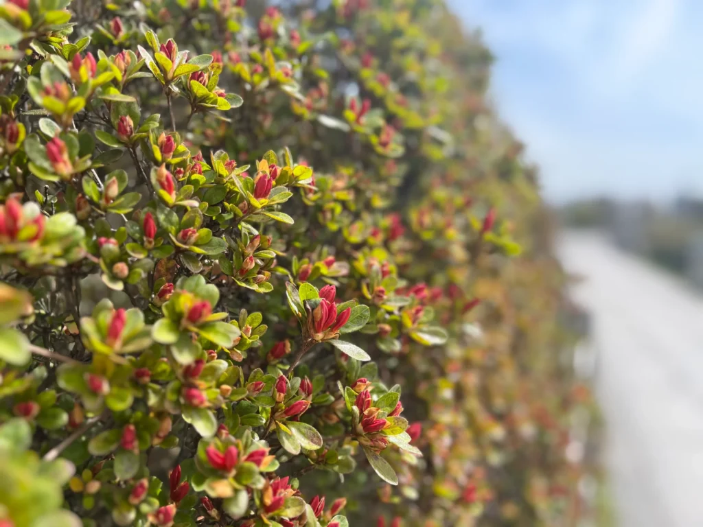長岡天満宮　八条ヶ池　キリシマツツジ　つぼみ4月9日