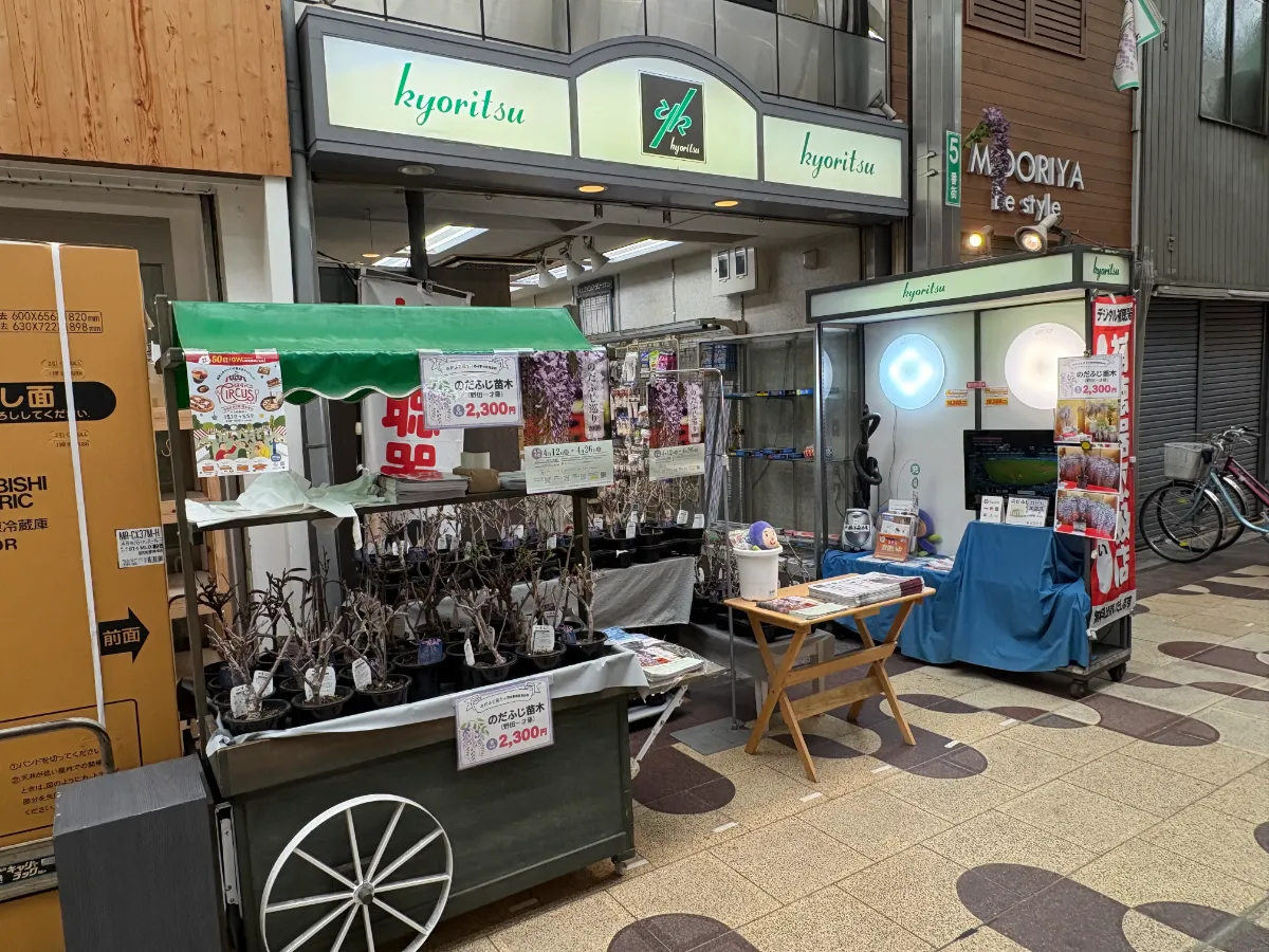 今年もシーズン到来！ 野田新橋筋商店街でのだふじの苗木を販売