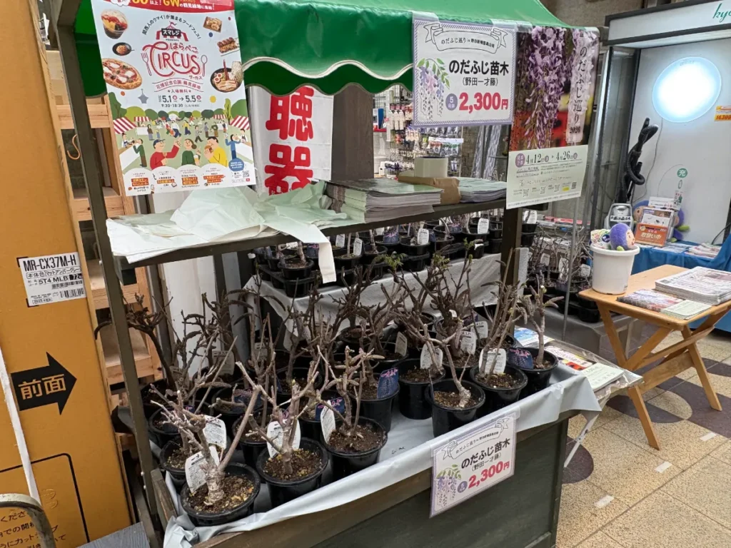 のだふじの苗木