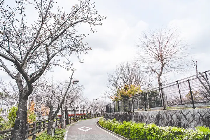 野畑南公園　桜