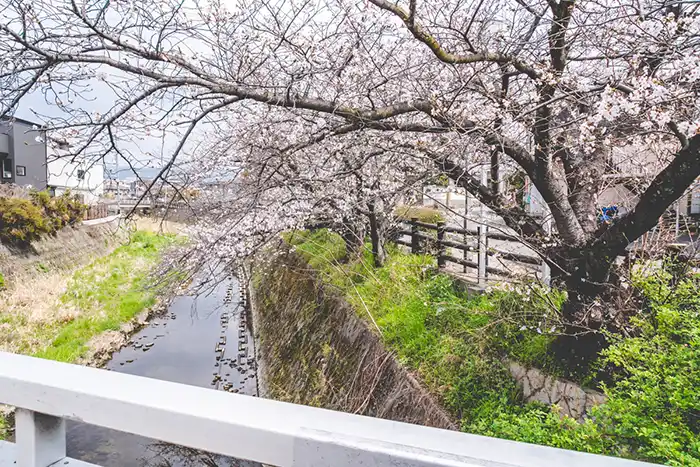 野畑さくら通り1