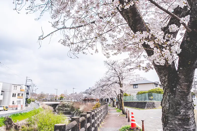 野畑さくら通り2