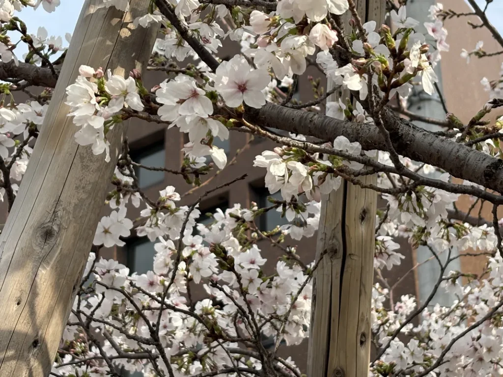 大経大桜アップ