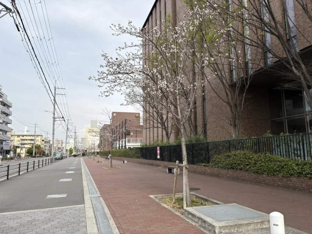 大経大　桜若木