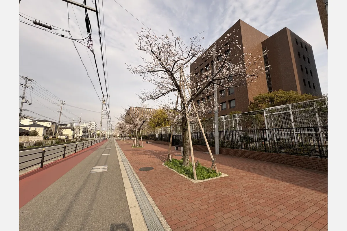 東淀川区・大阪経済大学にある「クールロード」の桜が咲いてます！