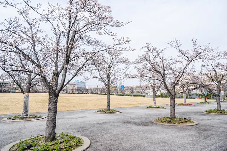 さくら広場　桜1