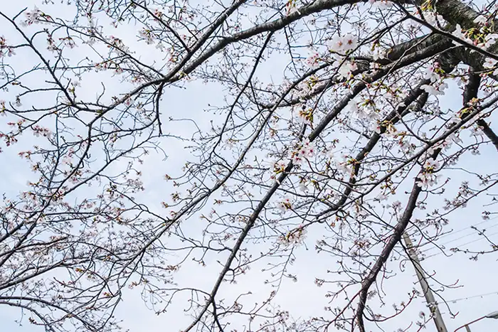 さくら広場　桜2