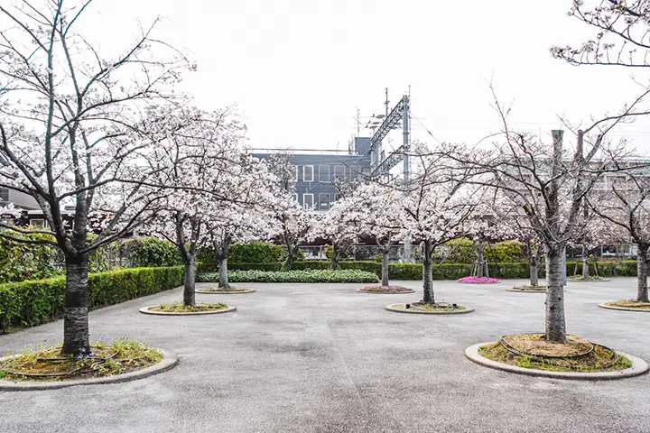 さくら広場　桜と電車