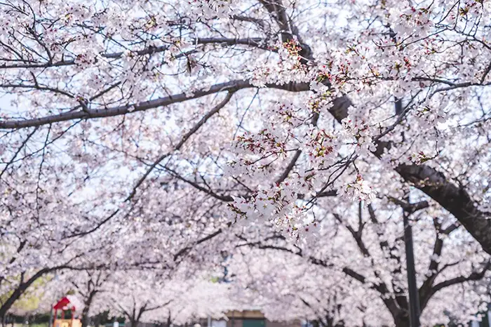 伊丹｜4/2桜の実際の開花状況お伝えします！スカイパークではネモフィラが見頃です！