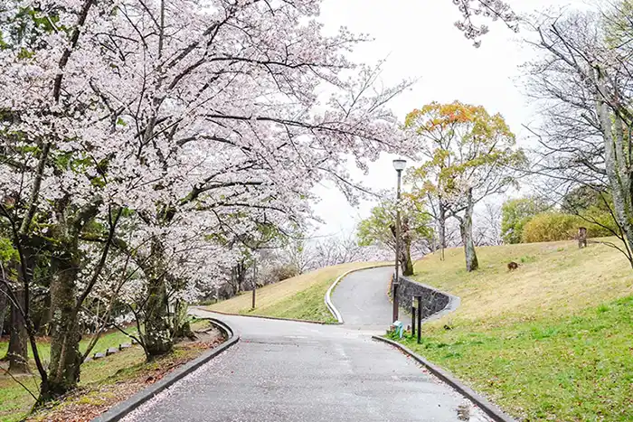 千里中央公園　桜1