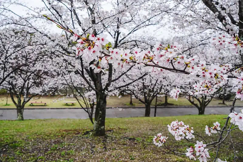 千里中央公園　桜