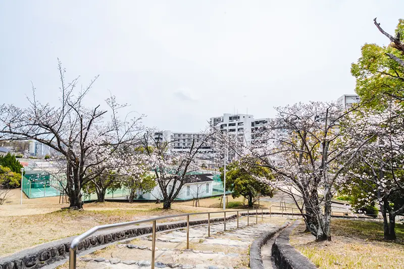 千里東町公園　桜1