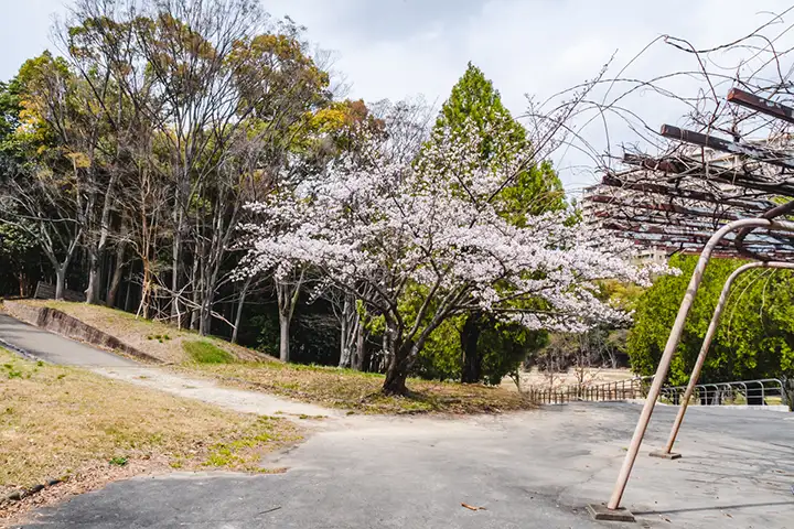 千里東町公園　桜2