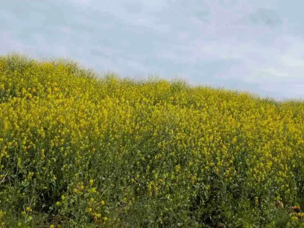 島本町の淀川河川公園の堤防沿いに咲く菜の花