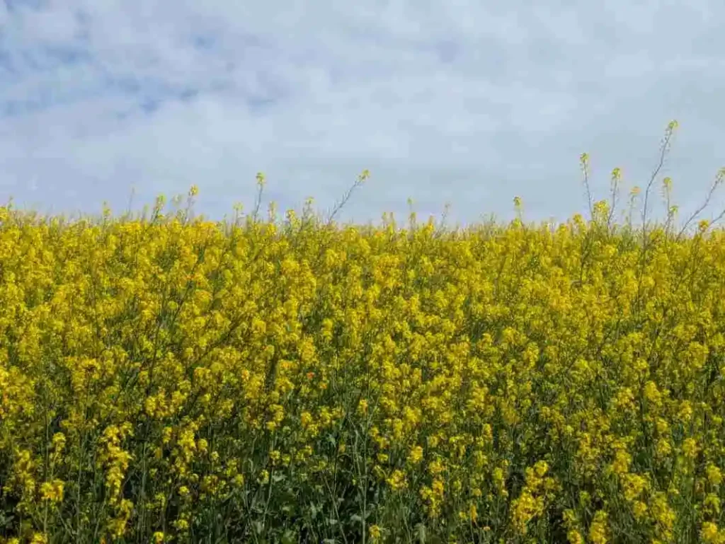 島本町の淀川河川公園の堤防沿いに咲く菜の花。黄色と空の青のコントラストがきれいです。