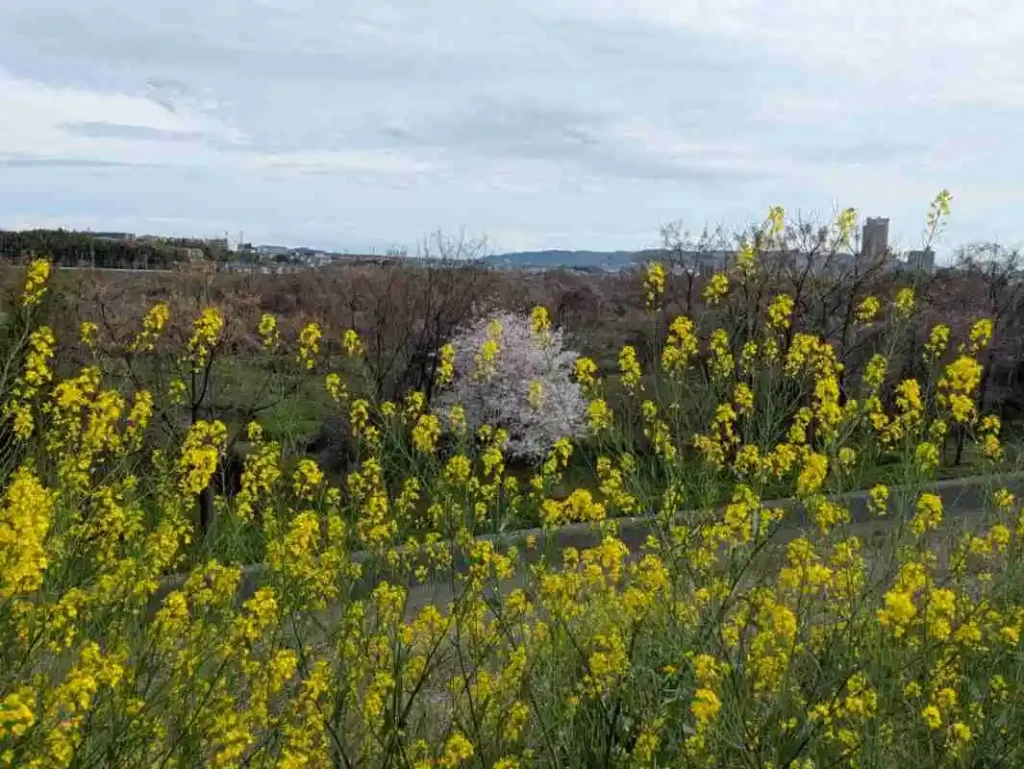 草木が生い茂る中にぽつんと咲いている桜とのコラボレーション