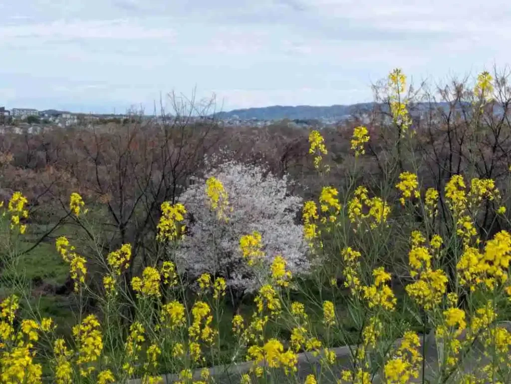 菜の花の向こうに咲く満開の桜