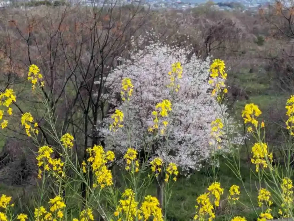 菜の花の向こうに咲く満開の桜(近づいて撮影)