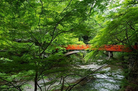 京都・高雄で、青もみじに包まれる川床料理と川沿いカフェ