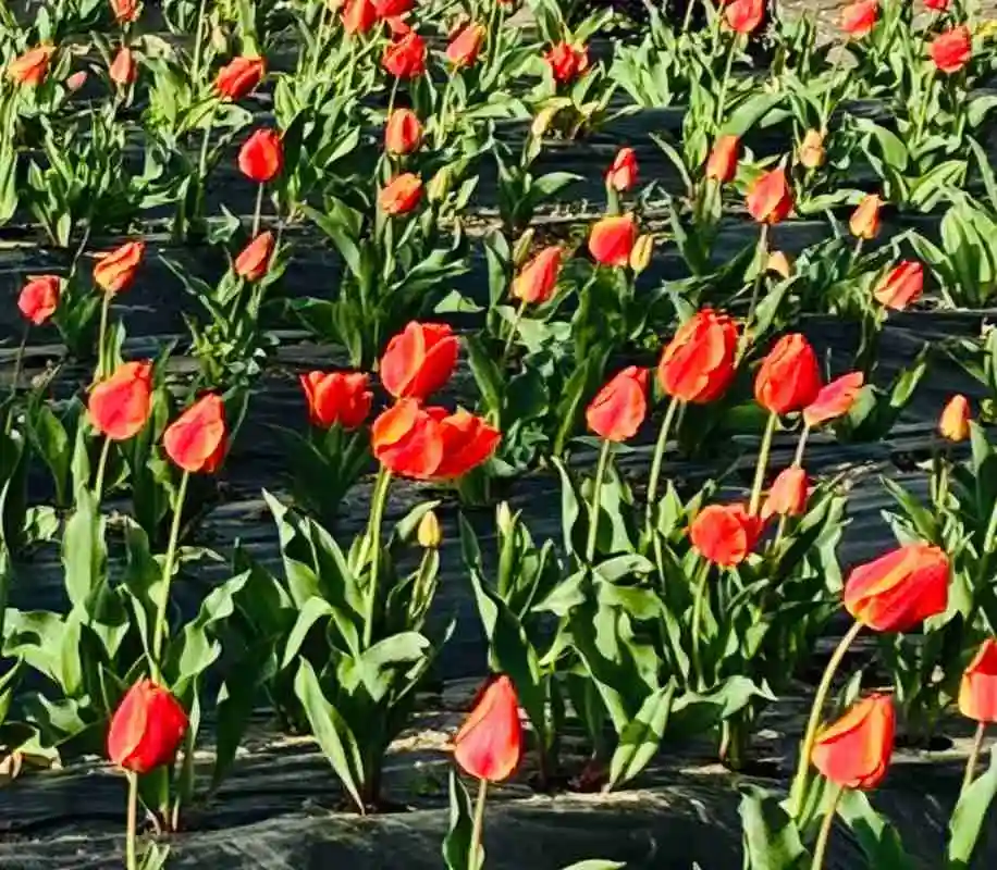 高槻の穴場で春満喫｜チューリップと桜の絶景散歩