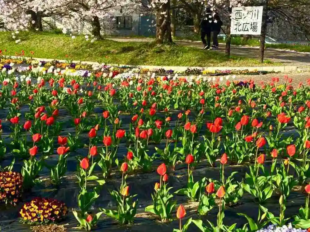 西ノ川北広場のチューリップ