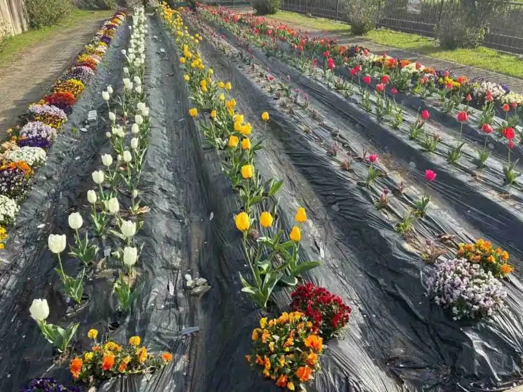 西ノ川北広場のチューリップ