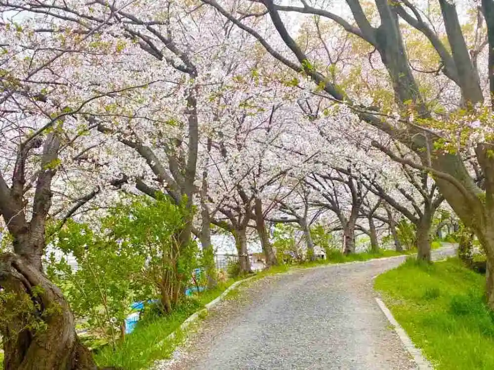 玉川の里の桜