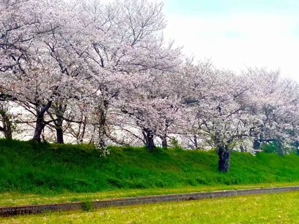 玉川の里の桜